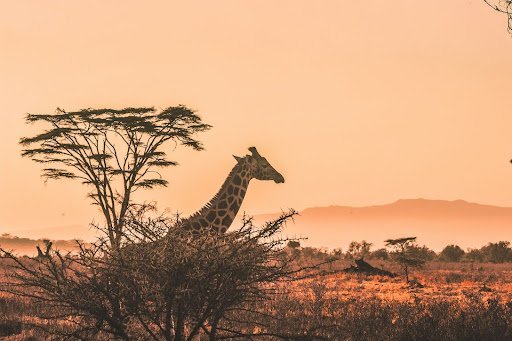 Africa Economic Development